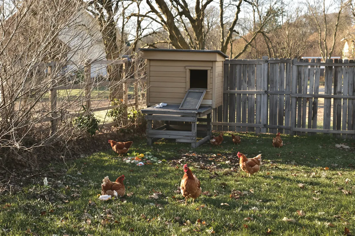 10 000 animaux sauvés de l’abattoir ? Ce geste simple à faire en janvier